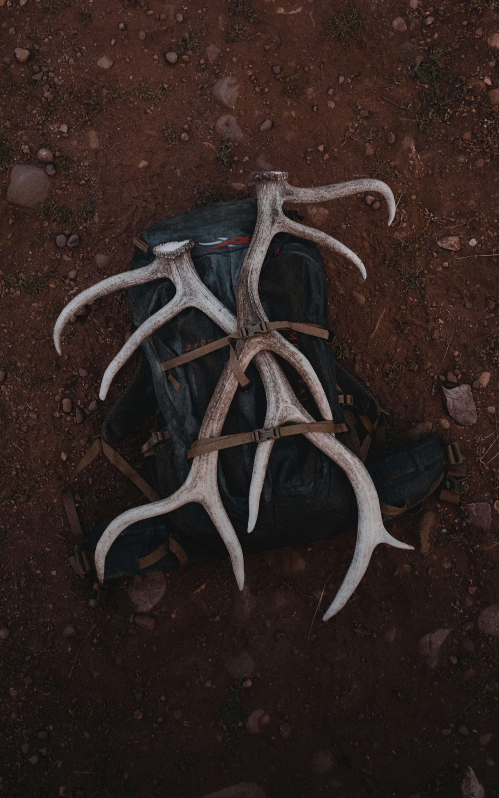 Pair of elk sheds strapped to the Mountain Hauler 4000 in Deep Lichen | SITKA Gear
