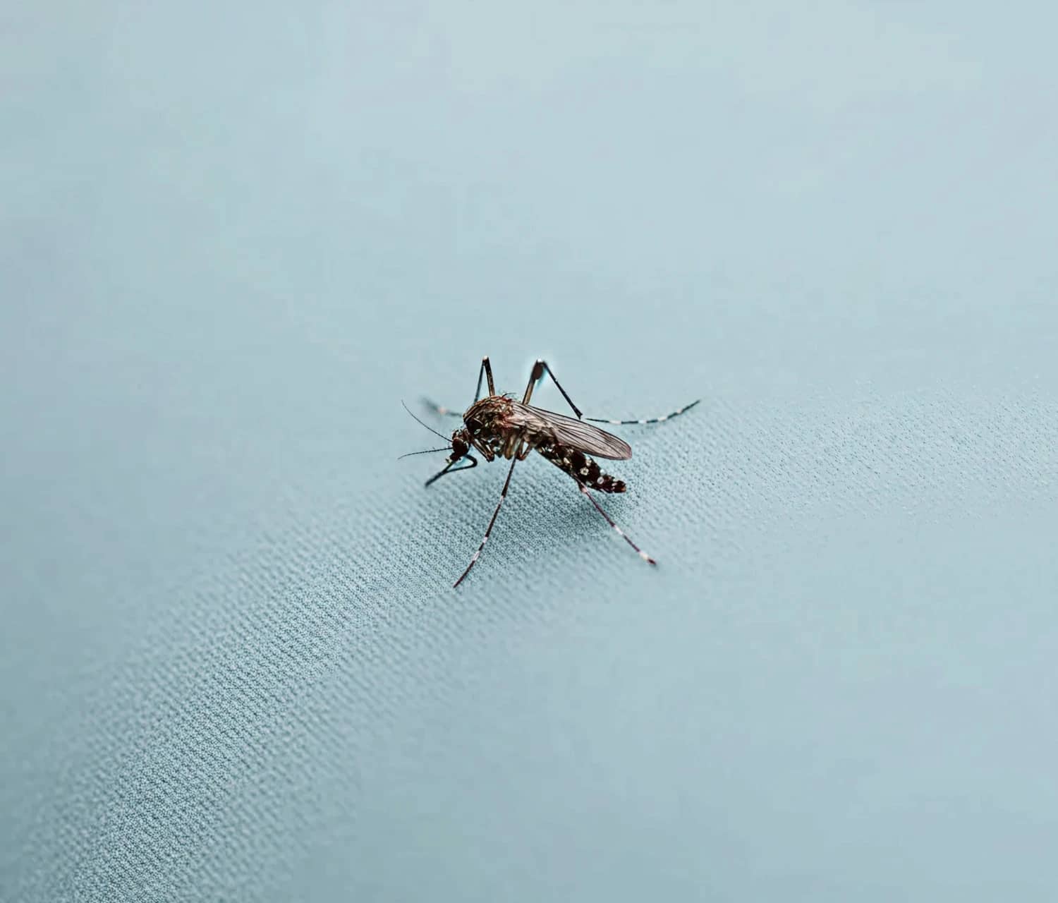 Bite-Resistant Fabric