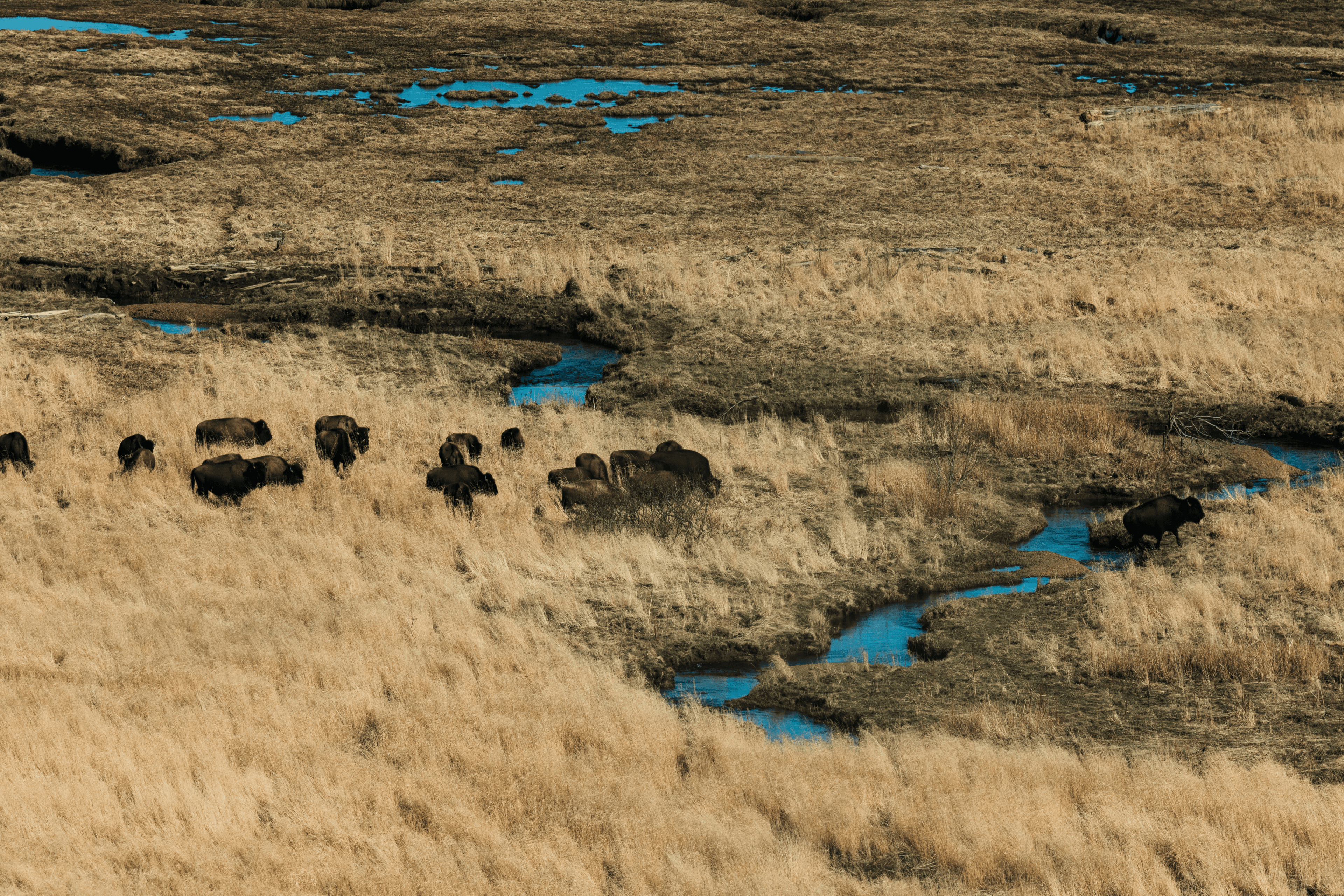 Marketing | Blog | Bison 2