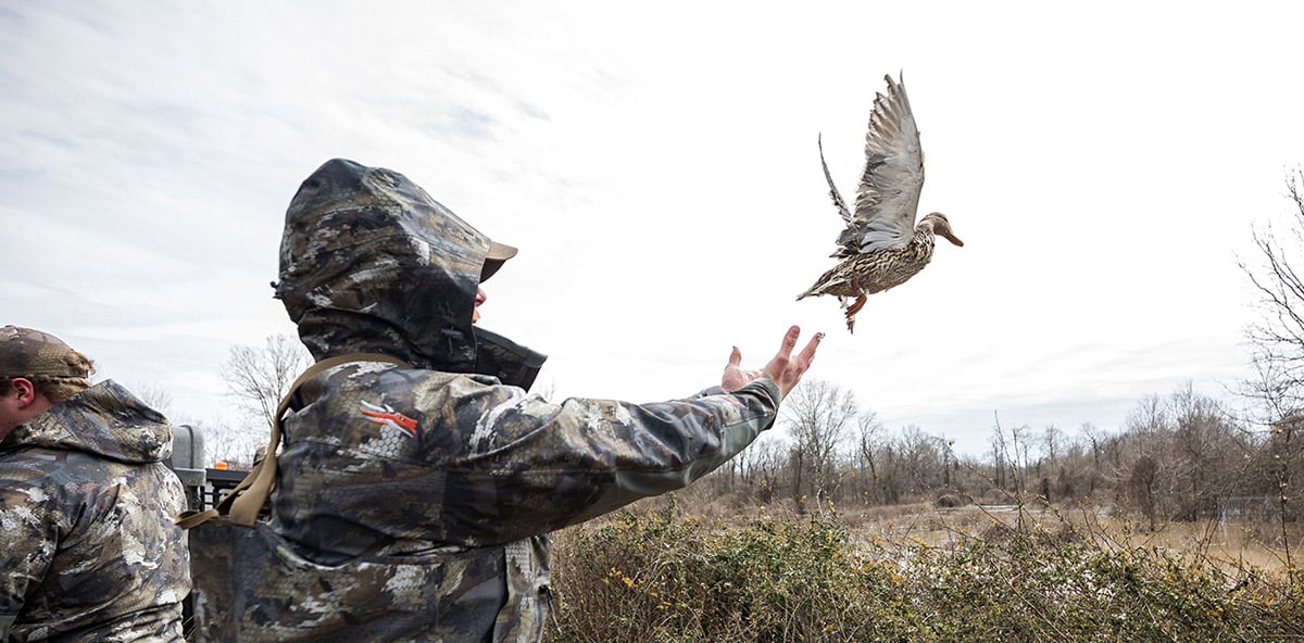 Duck banding.