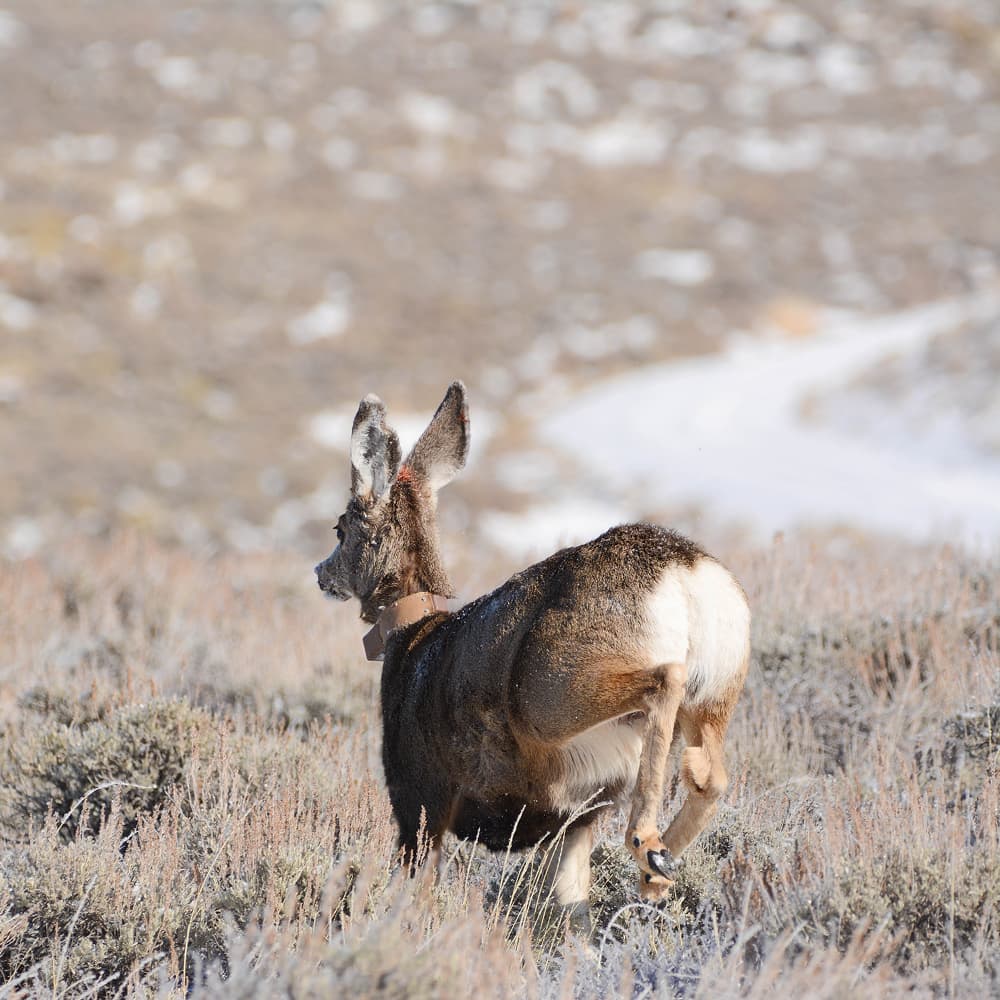 keeping-wyoming-wild-hero-image-2
