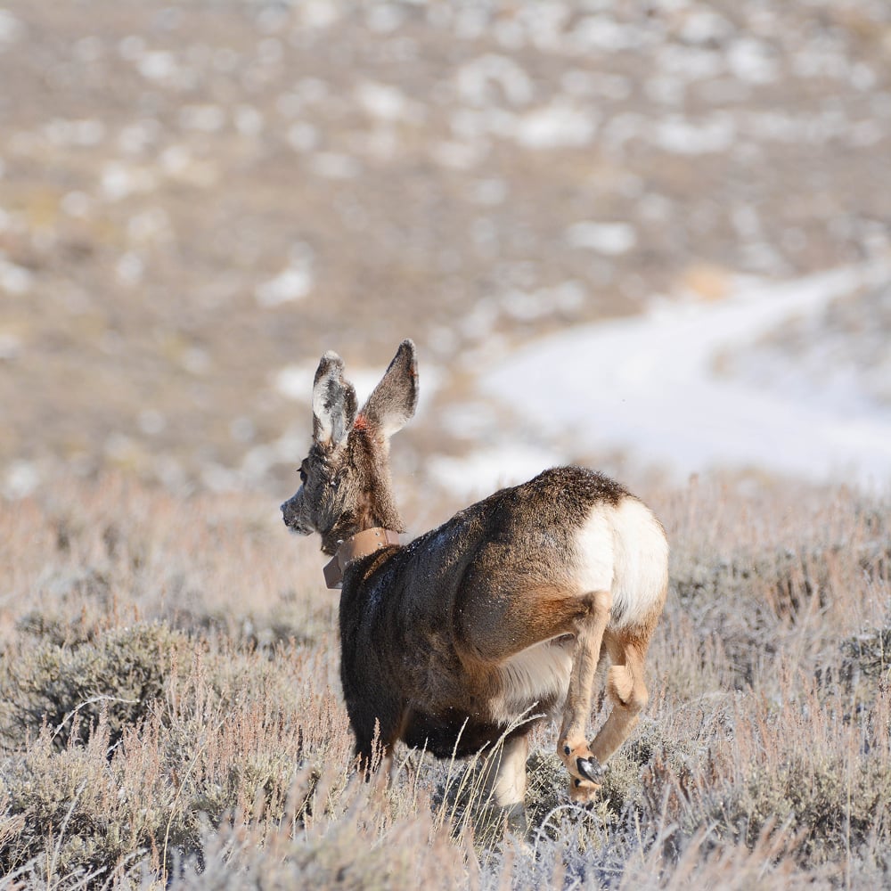 keeping-wyoming-wild-hero-image-2