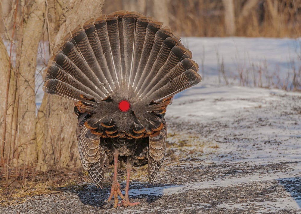 turkey-shot3