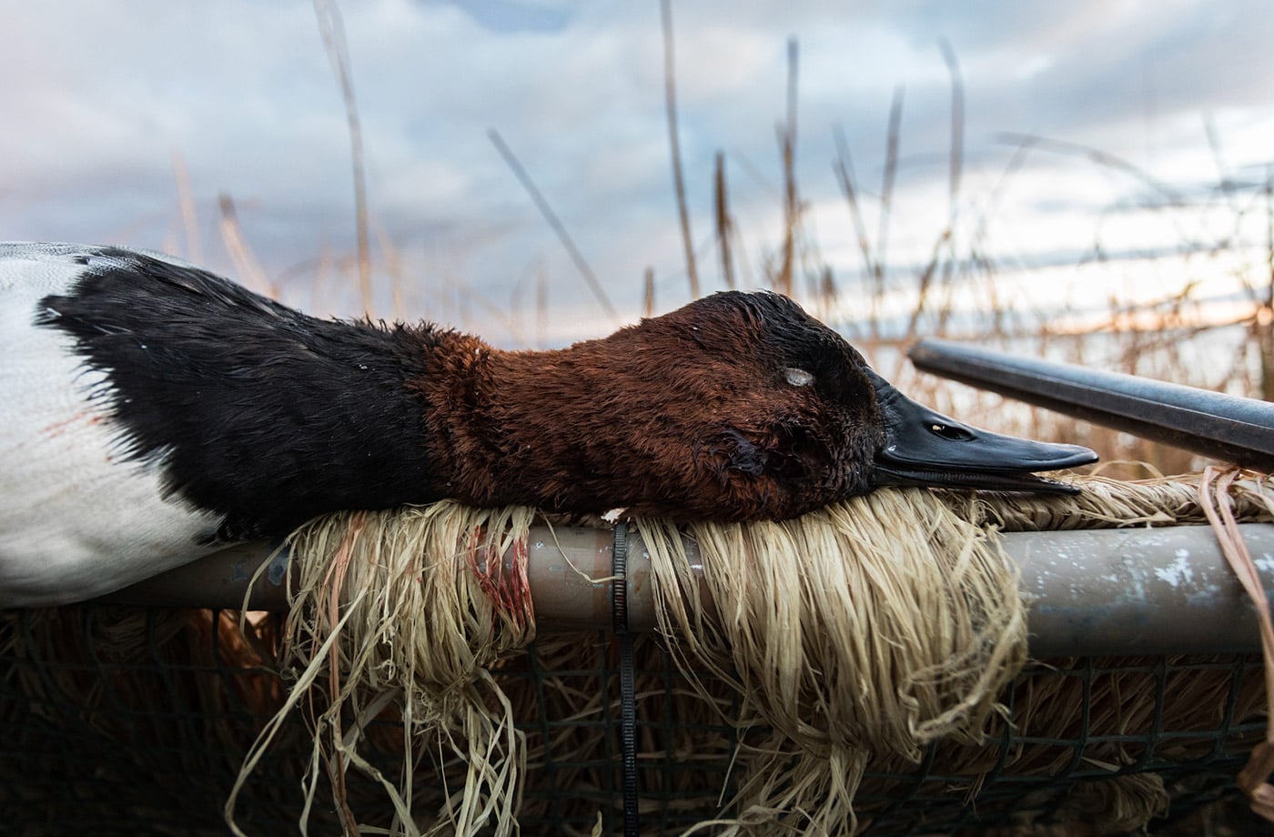 Canvasback Duck