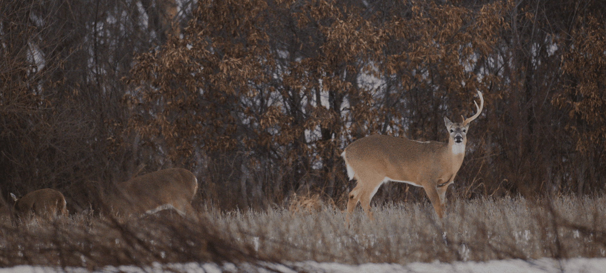 Whitetail deer with one antler | SITKA Gear