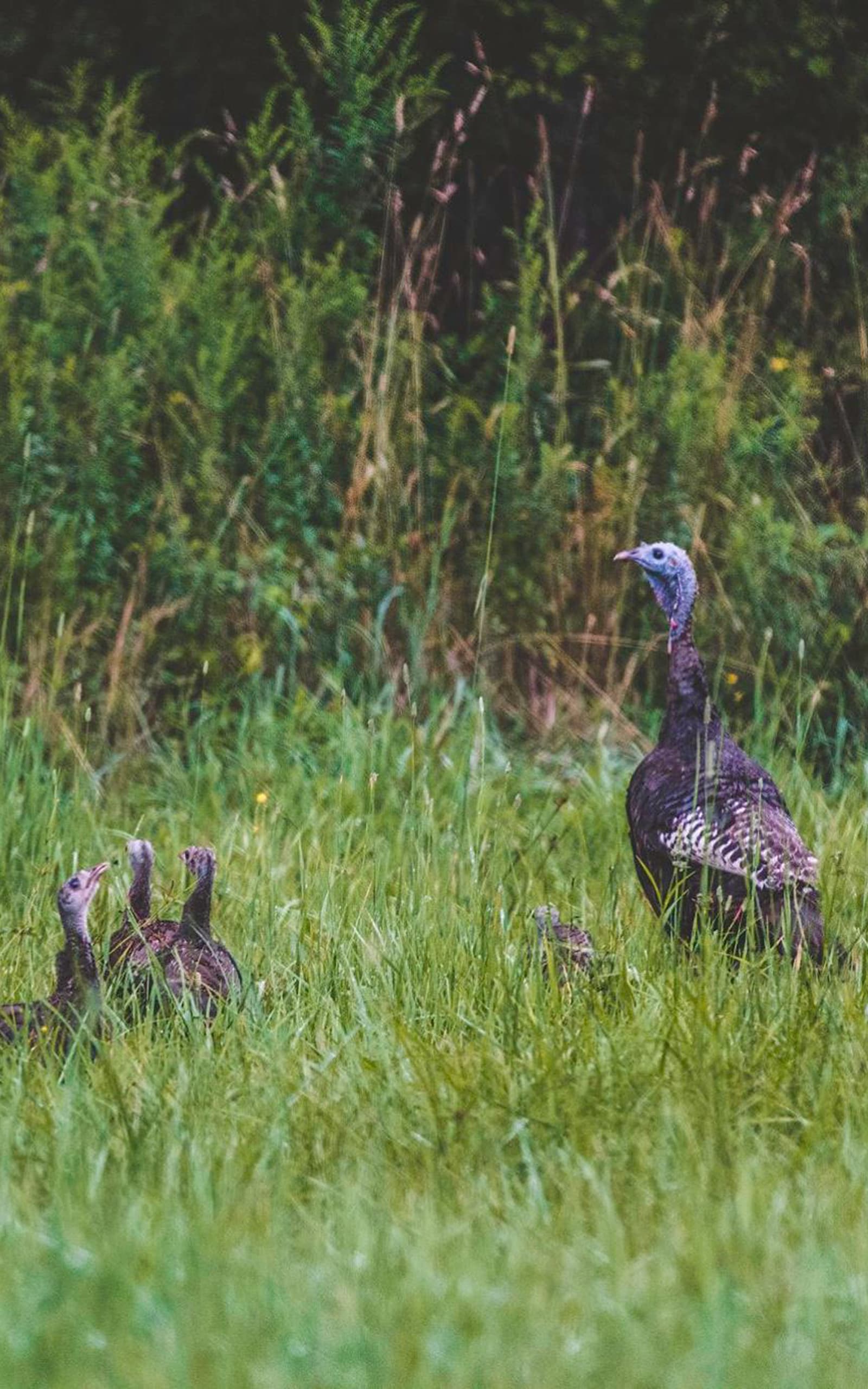 Hatching Healthy Habitats