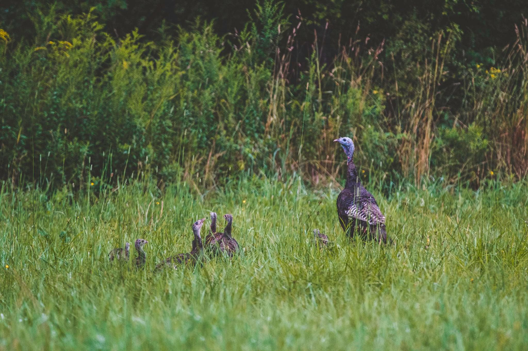 Photo credit Dylan Horst-courtesy of the NWTF