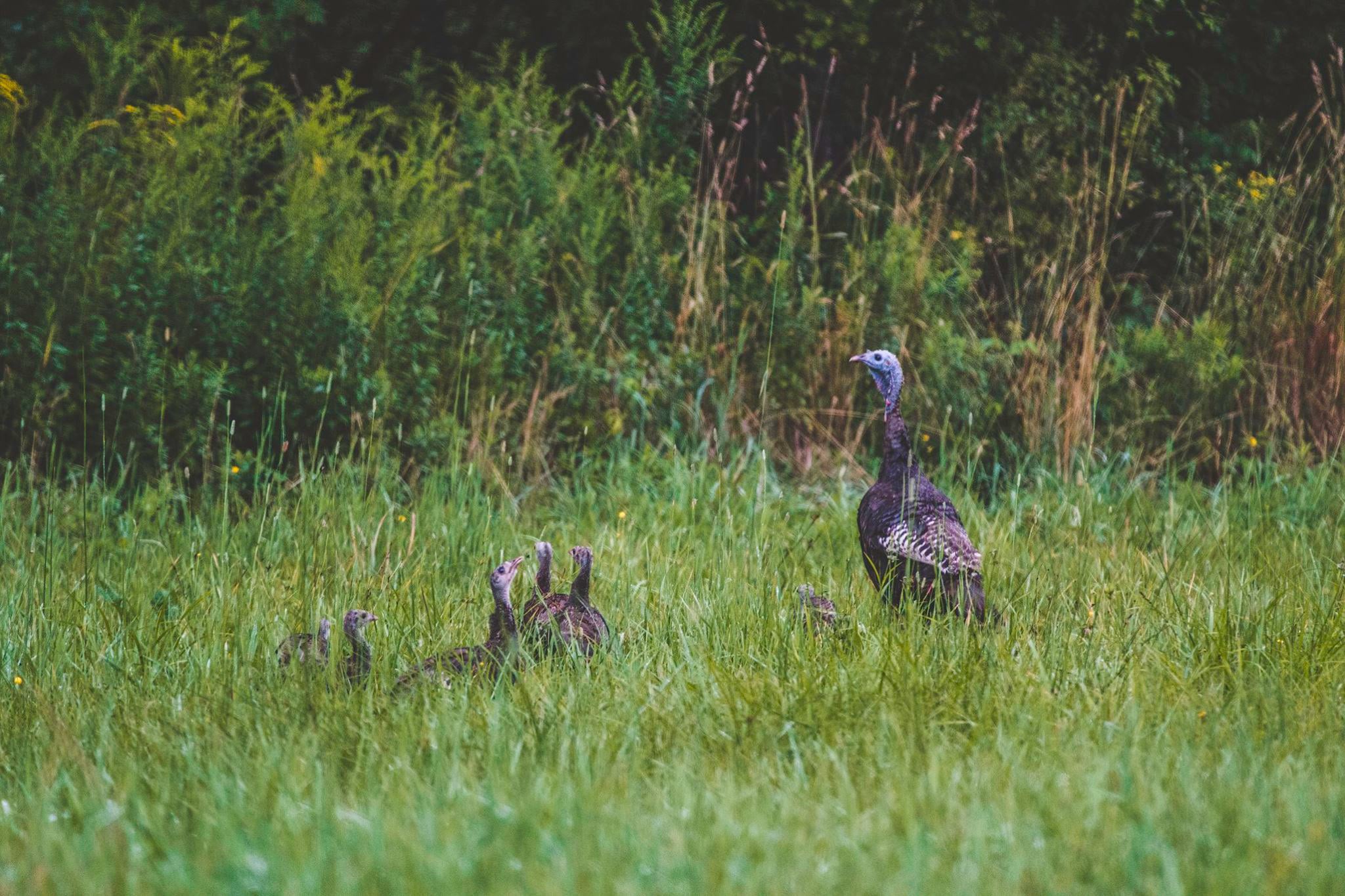 Photo credit Dylan Horst-courtesy of the NWTF