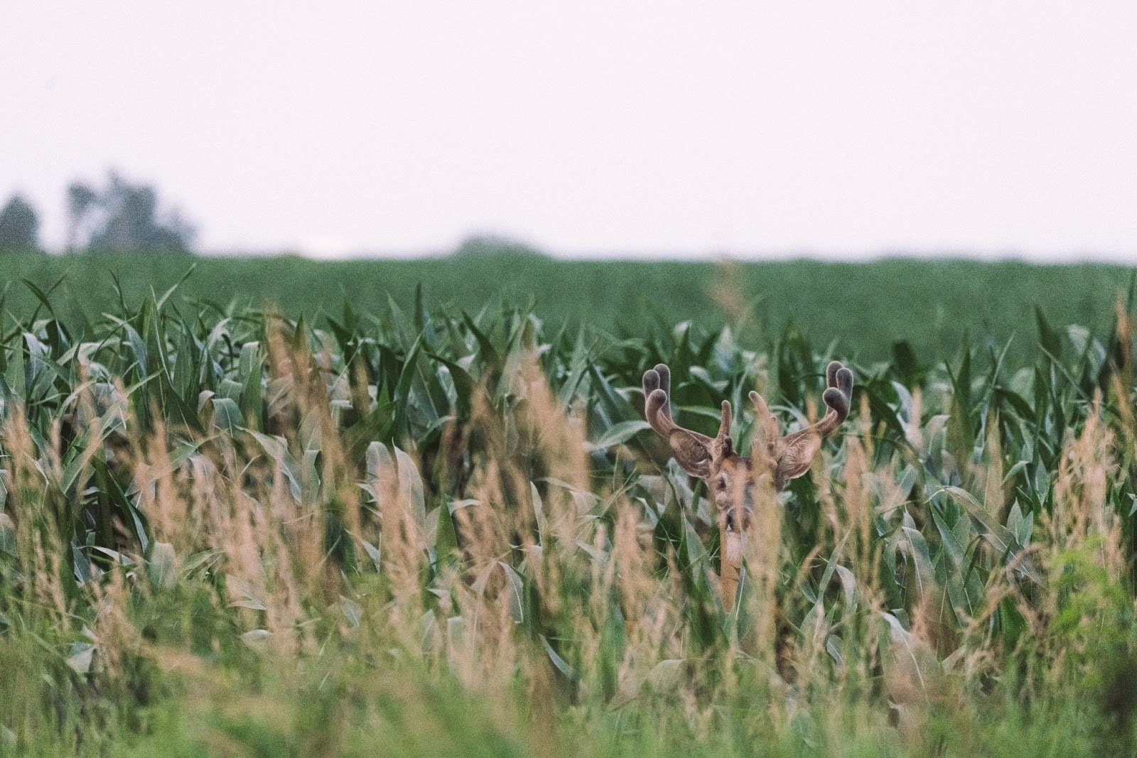 8 Whitetail Deer Hunting Tips: How to Hunt Deer