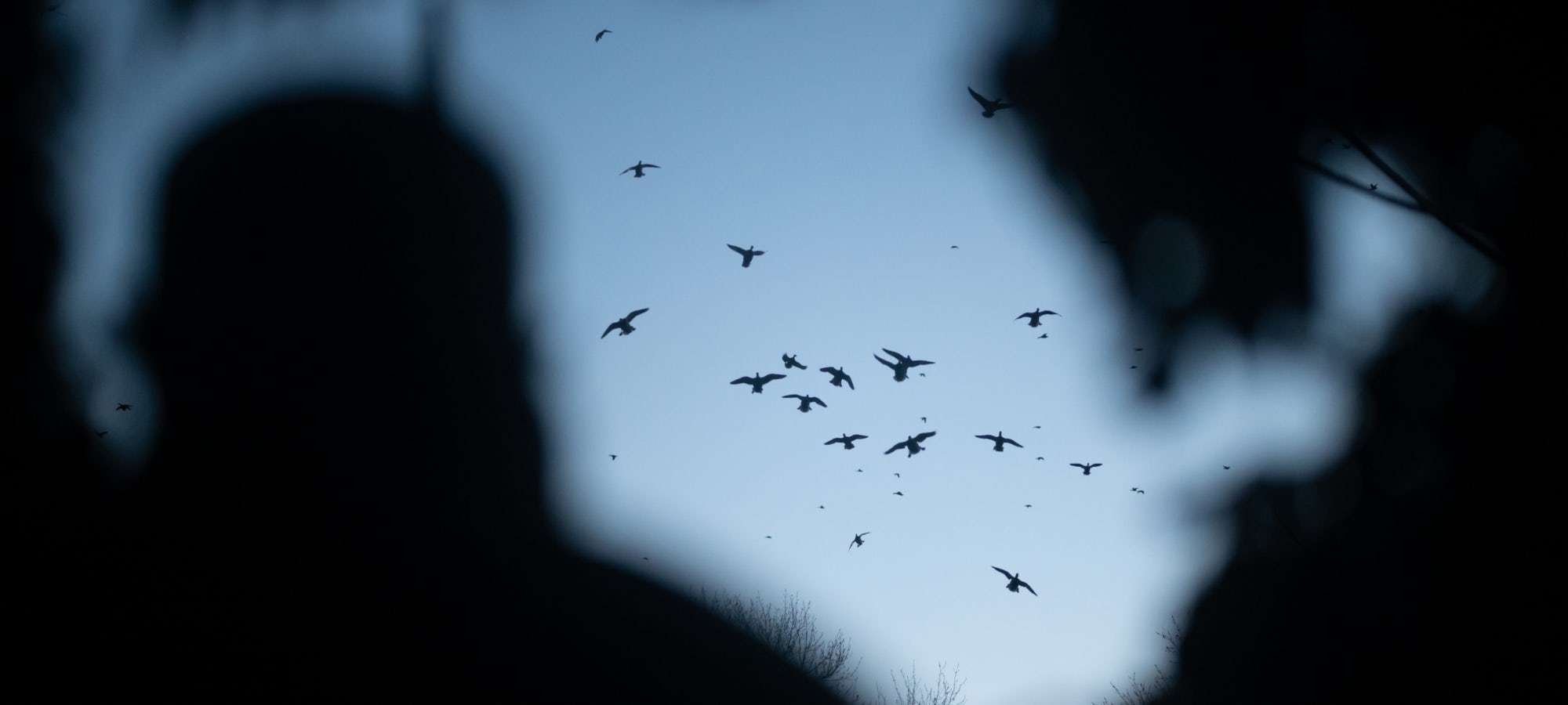 Ducks flying over the spread at first light | SITKA Gear