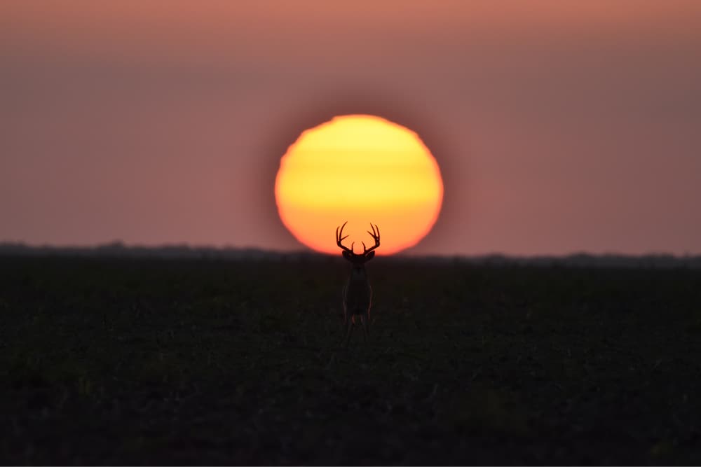 mike-whitetail