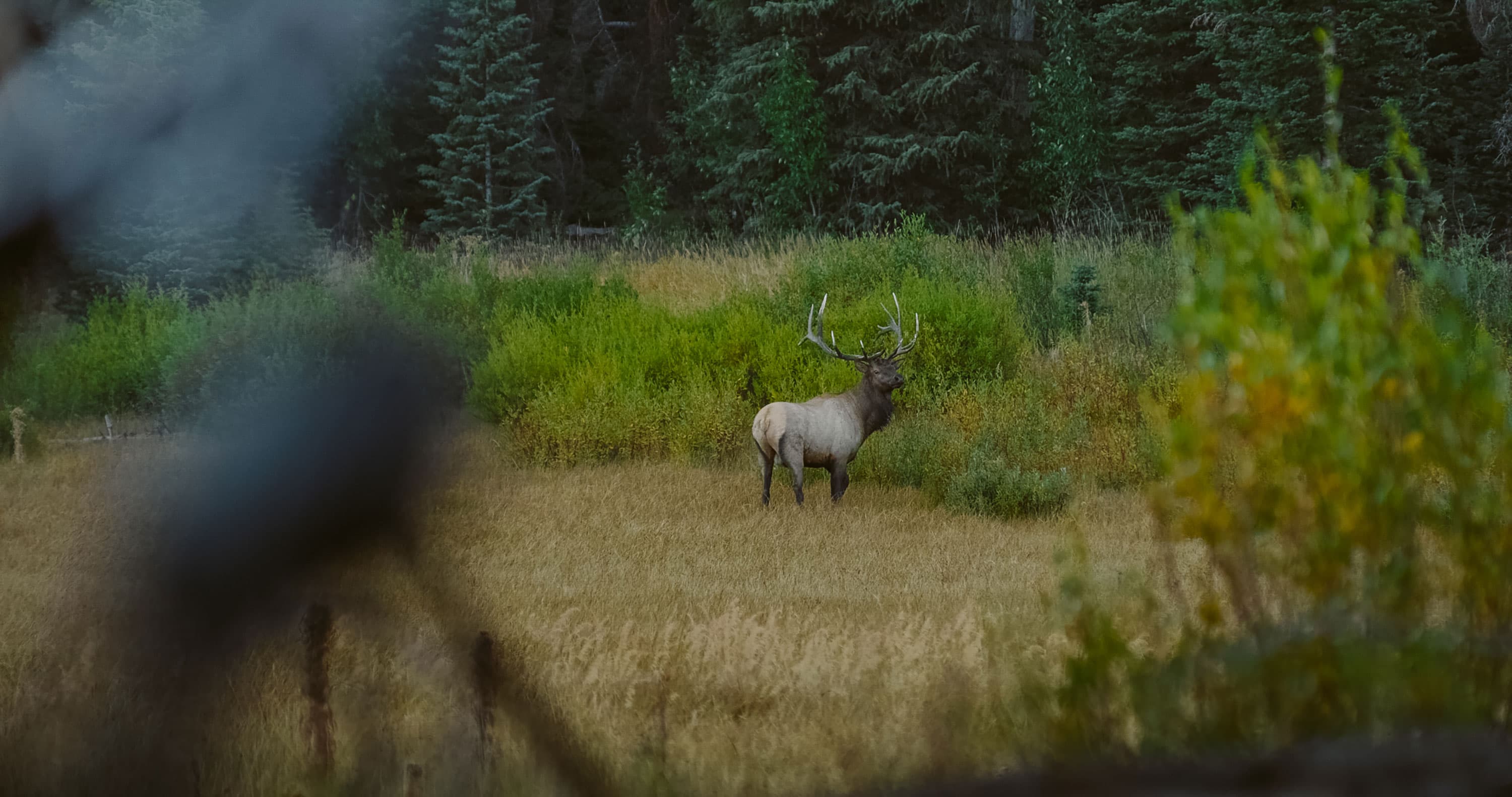 5 Elk Hunting Mistakes image 5