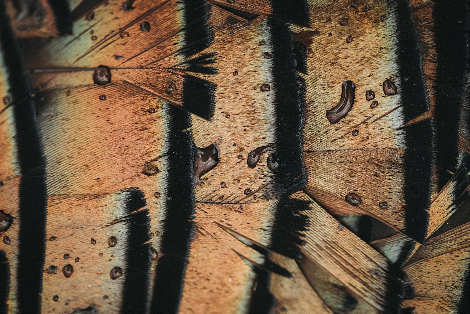 Turkey Hunting in the Rain: Tactics, Tips & What the Birds are actually doing