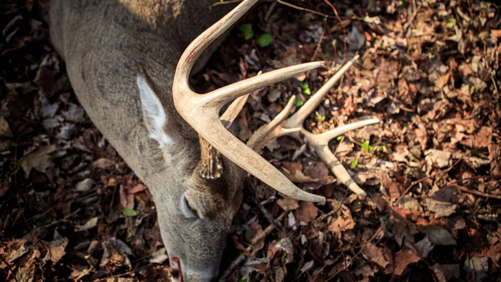 image/jpeg | Im-Not-A-Hunter.jpg