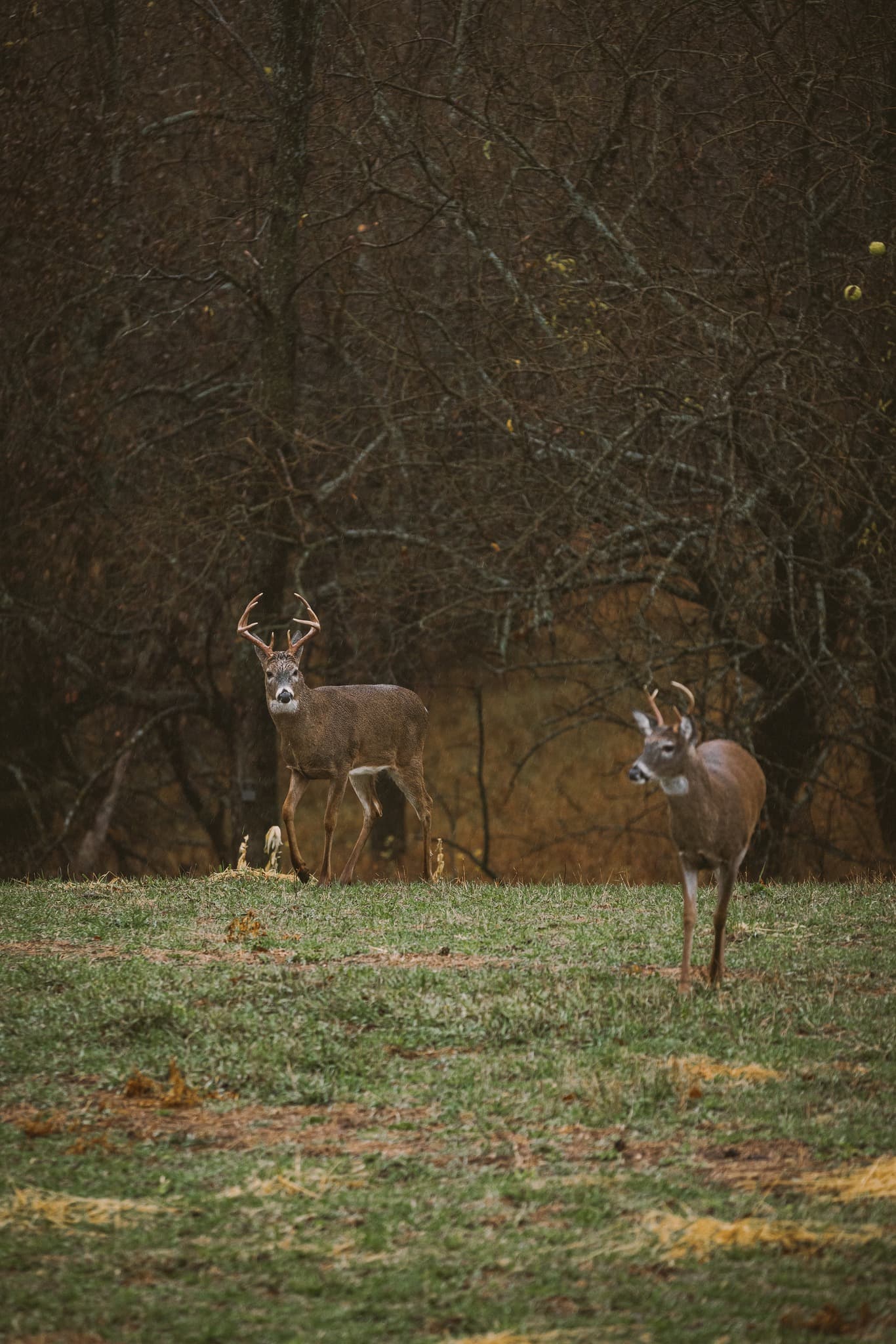 deer