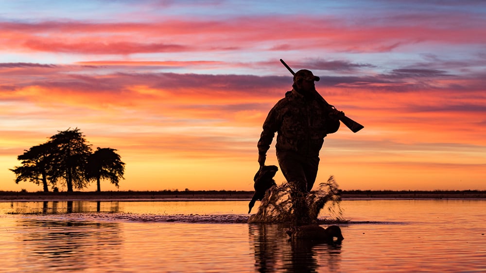 New Zealand Waterfowl