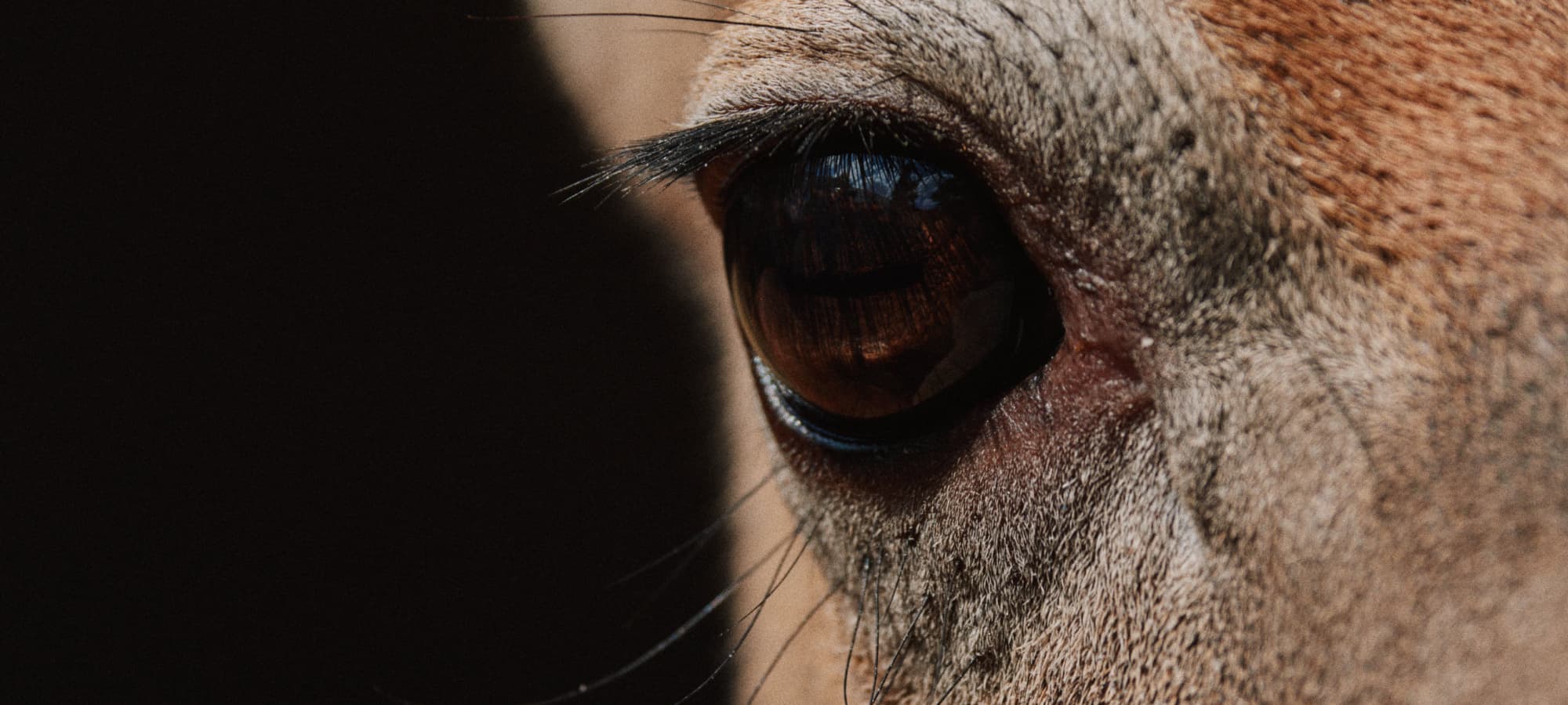 Close-up of a deer eye | SITKA Gear
