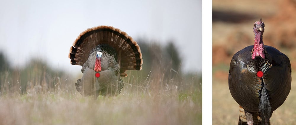 turkey-shot-6