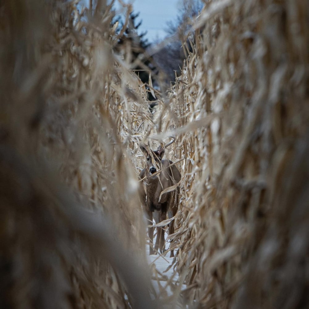 brandon-whitetail