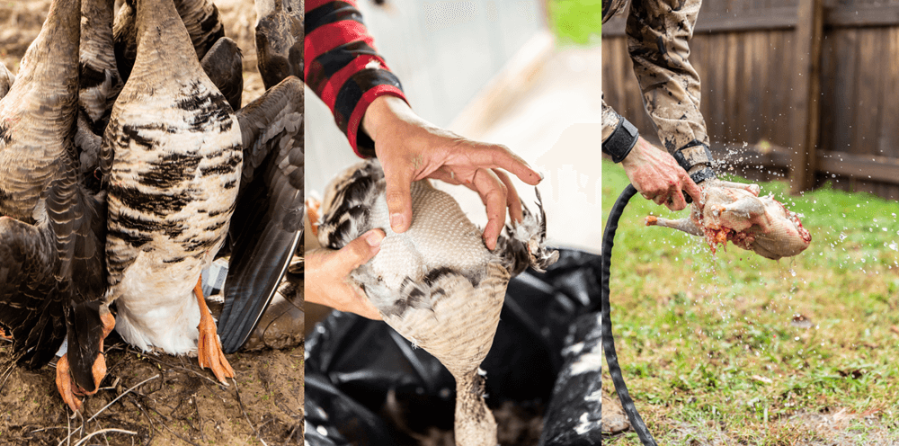 How To Pluck Your Bird