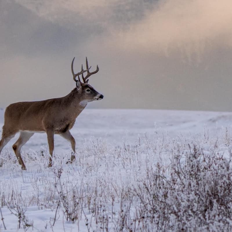Whitetail Deer cross a snowy field | SITKA Gear