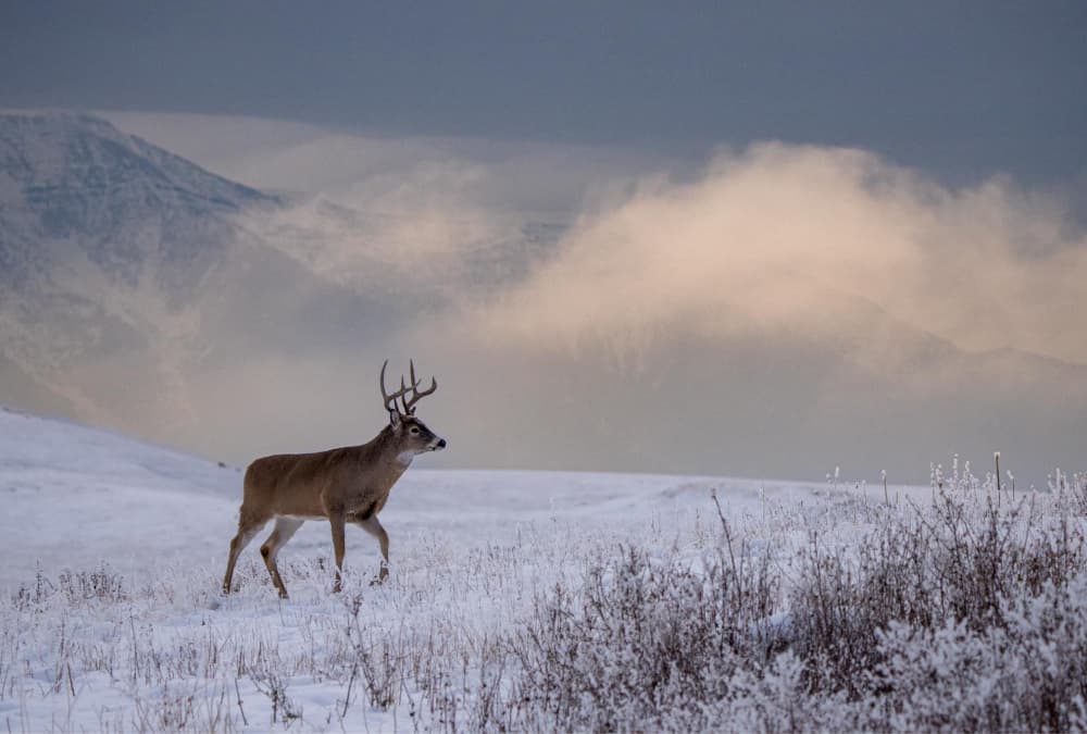 heath-whitetail