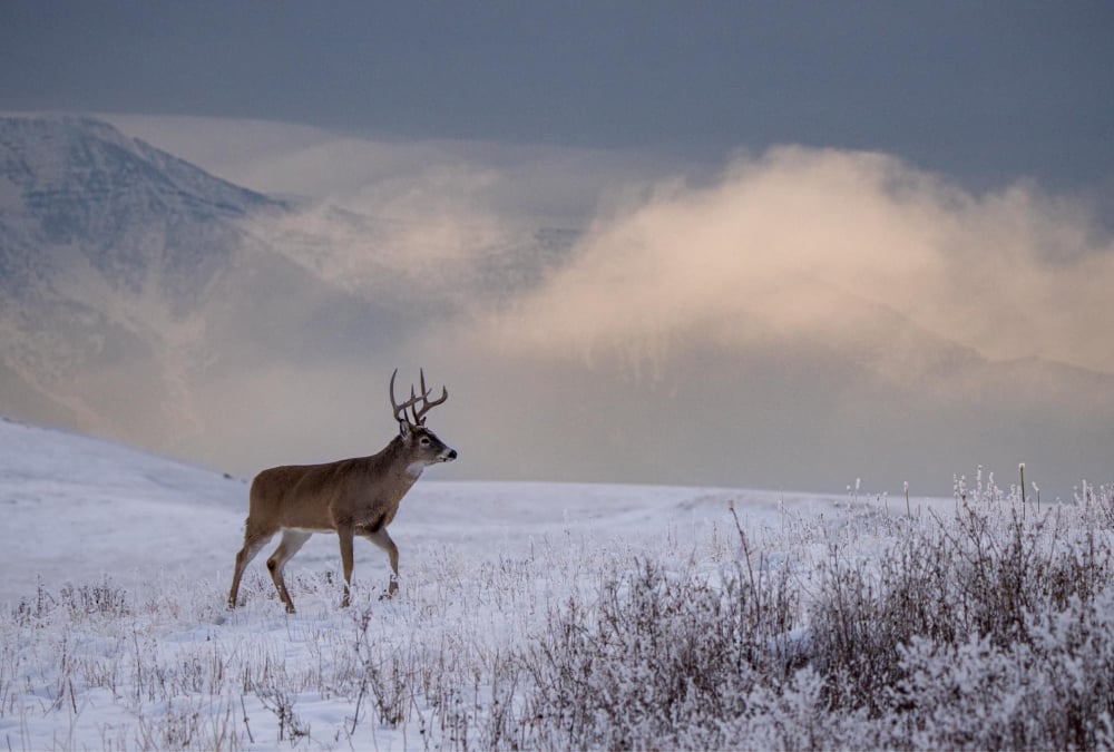 heath-whitetail