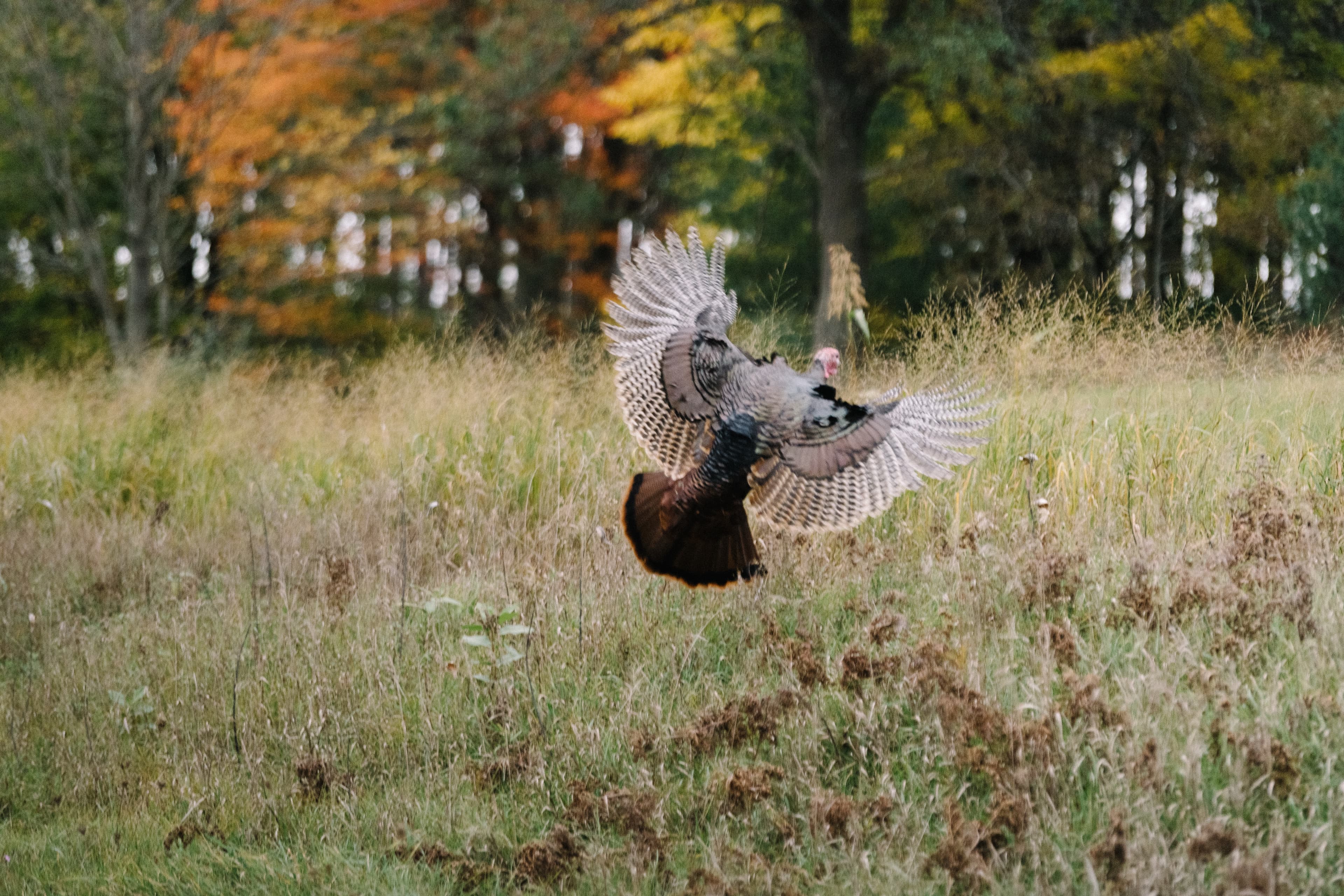 Turkey in Flight