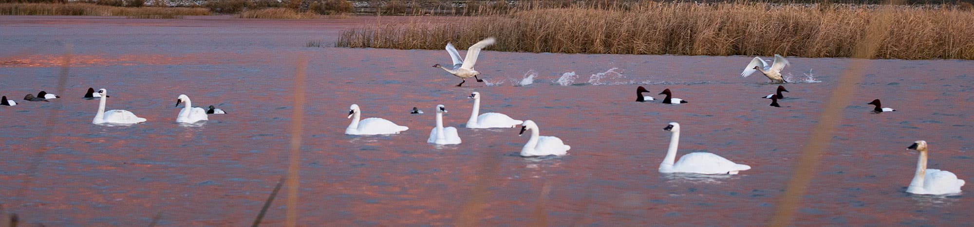 image/jpeg | Tundra-Swans.jpg
