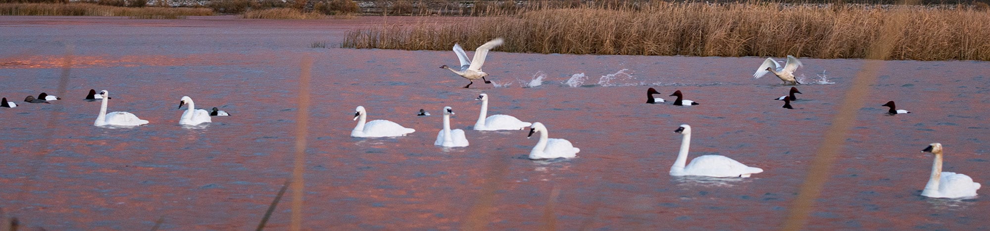 Tundra Swans
