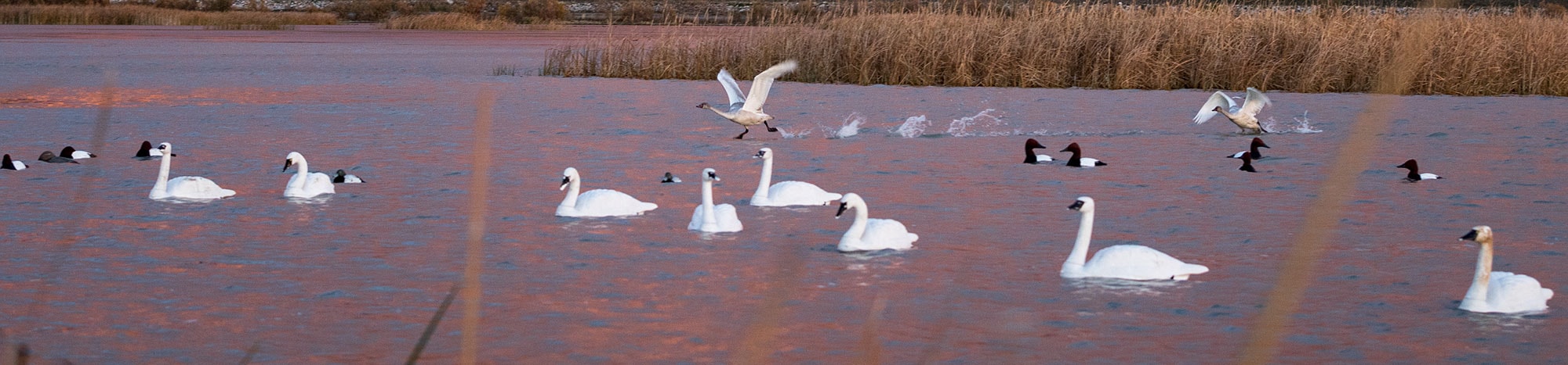 image/jpeg | Tundra-Swans.jpg