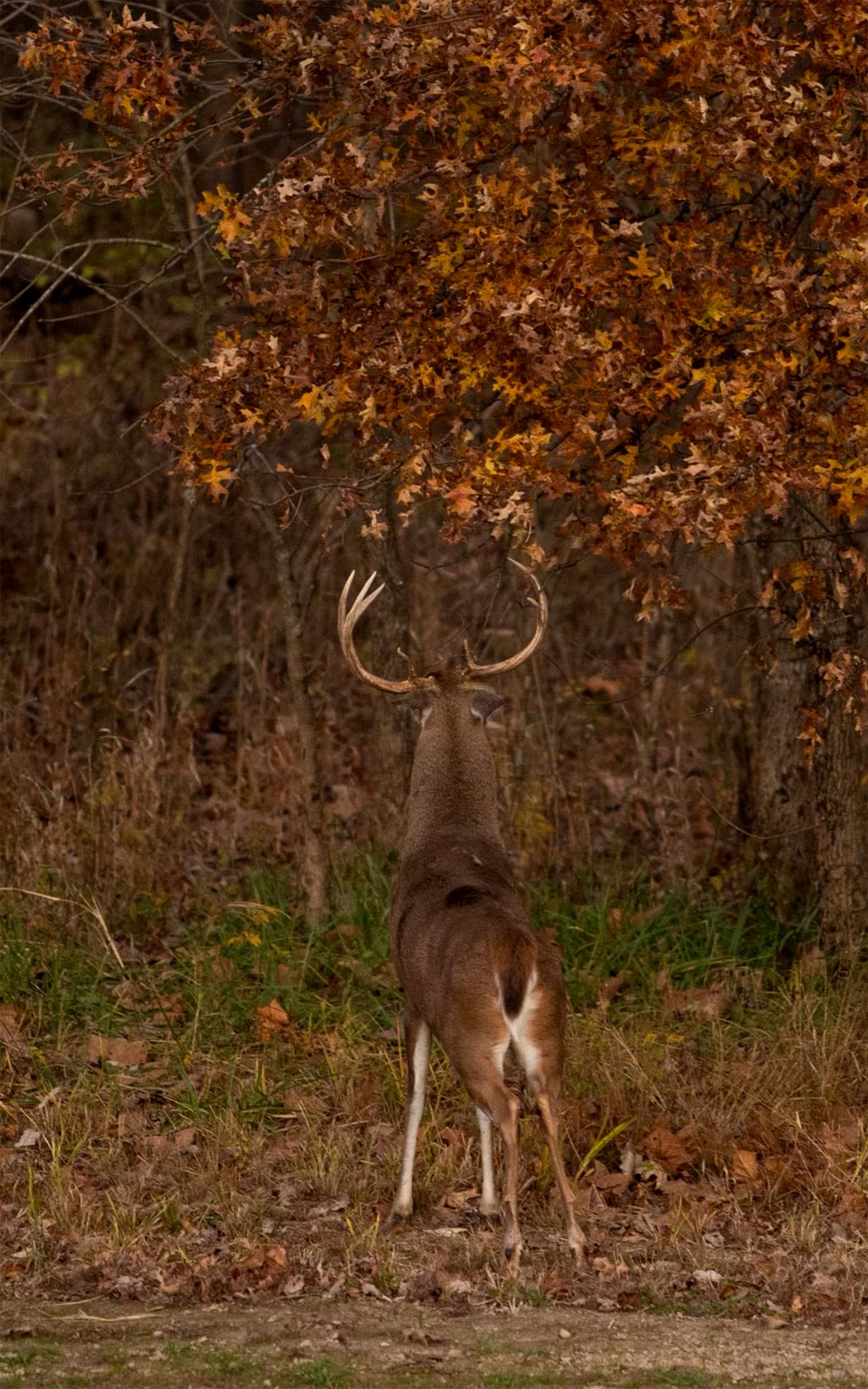 Whitetail Deer hovering over a scrape | SITKA Gear