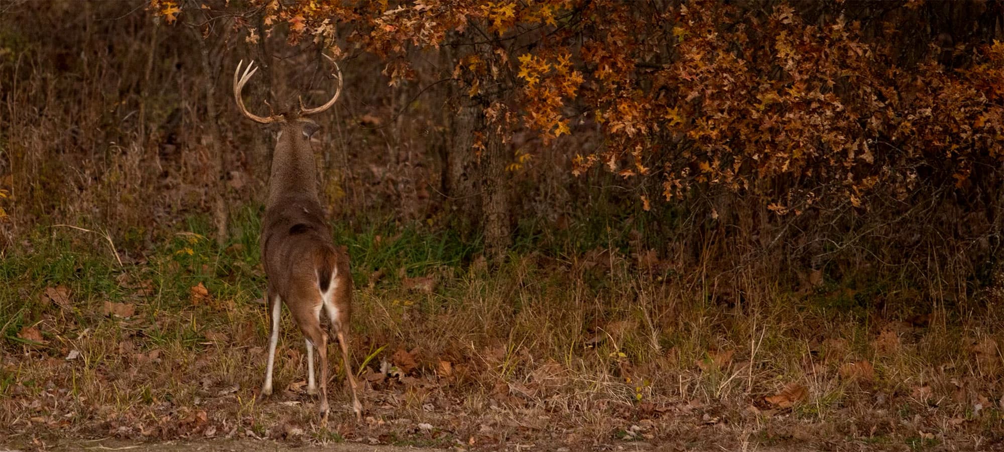 Whitetail Deer hovering over a scrape | SITKA Gear