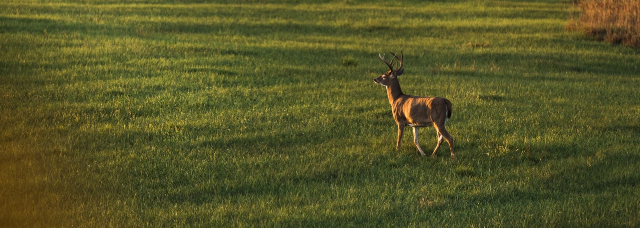 Whitetail buck roaming in an open field