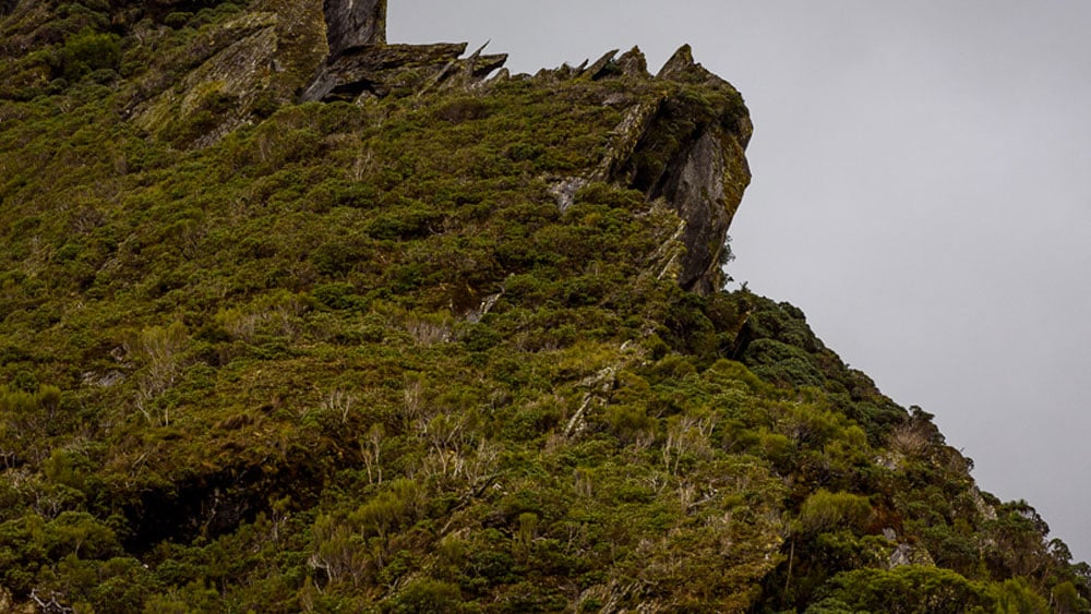 7 Reasons You Need to Hunt New Zealand