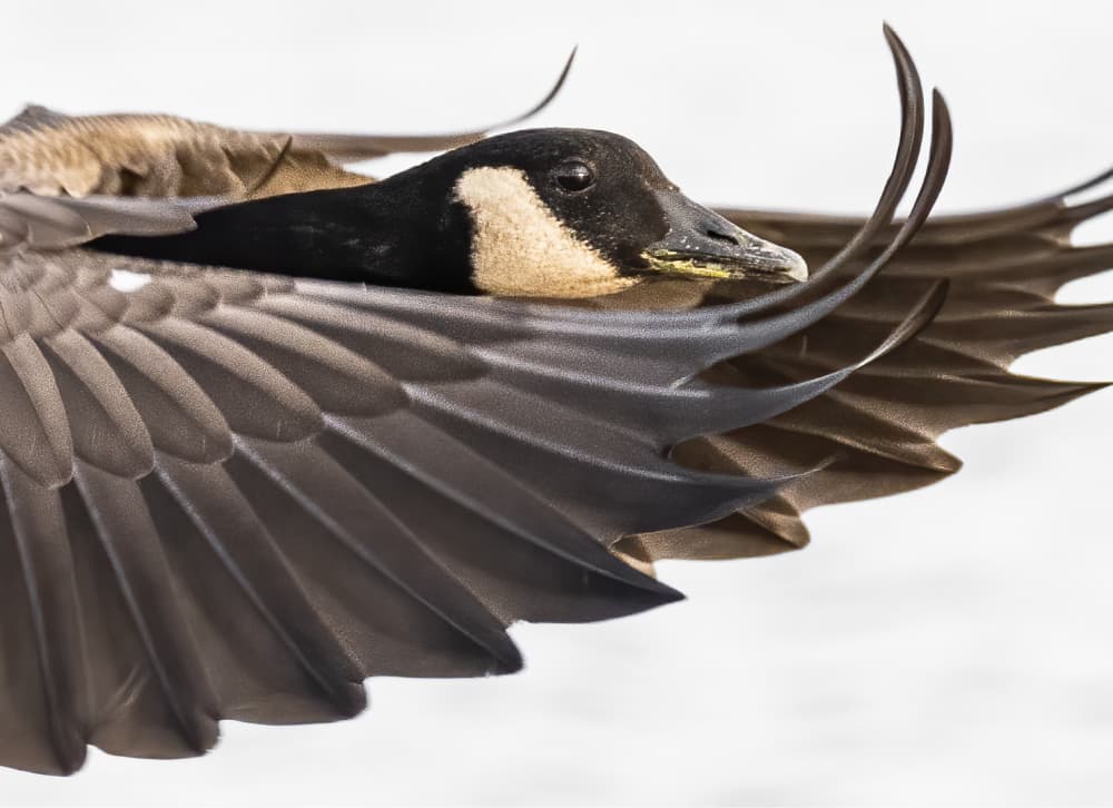 drew-waterfowl