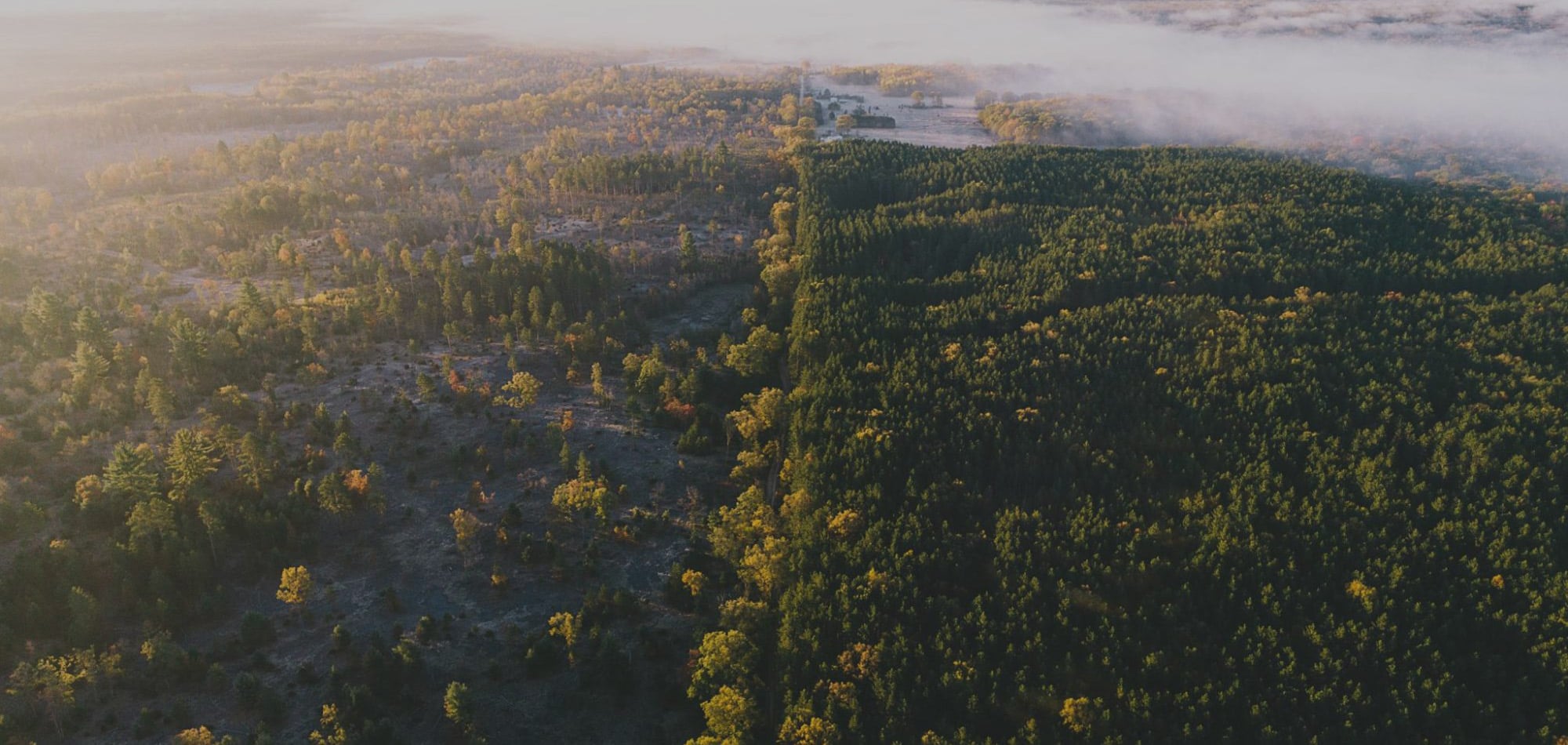 NWTF Ecosystem Grant: Restoring Michigan's Oak Savannas