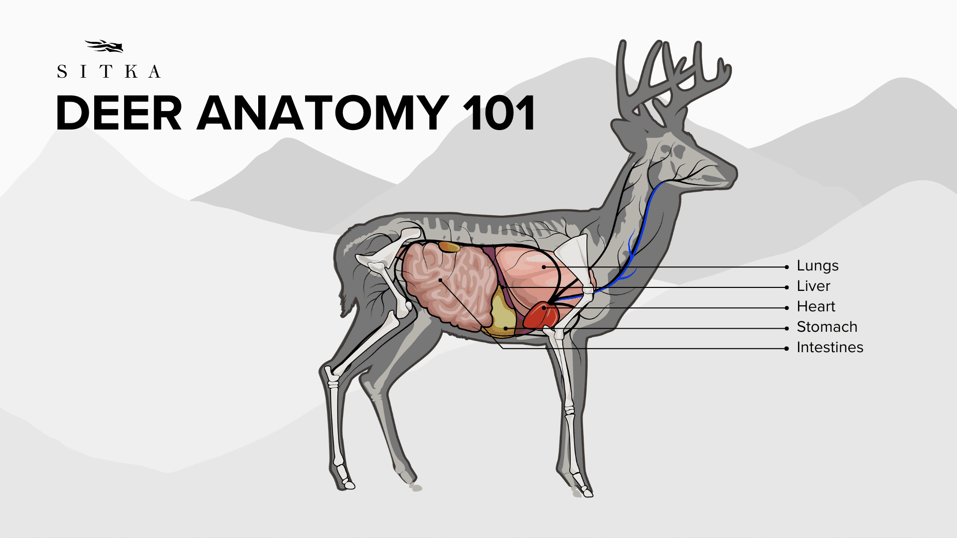 Deer Anatomy 101
