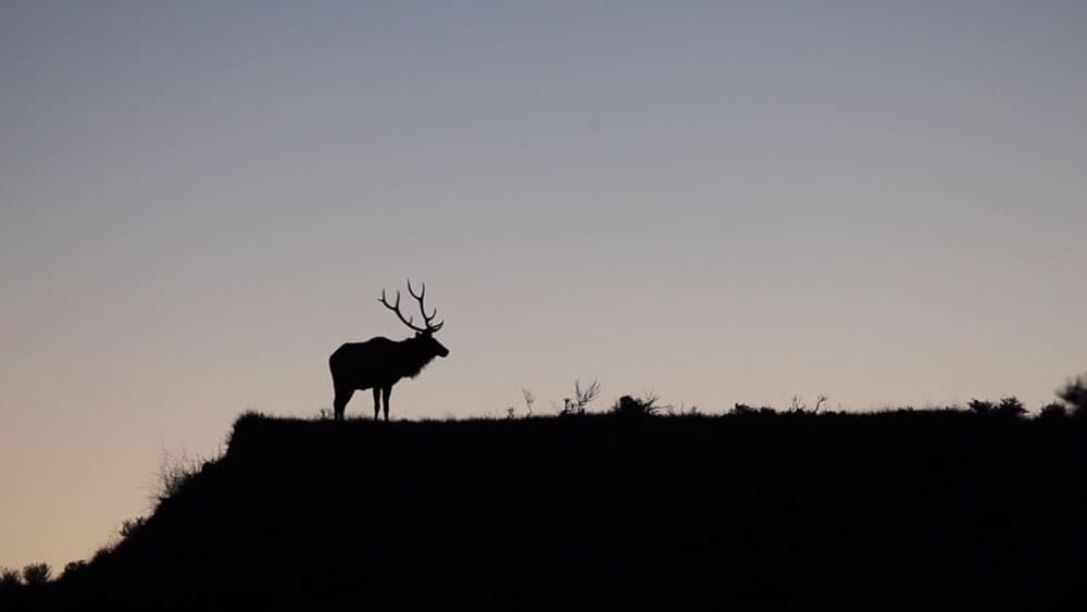 image/jpeg | PROJECTELK.jpg