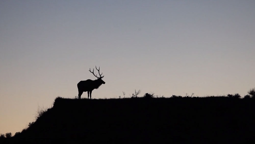 image/jpeg | PROJECTELK.jpg