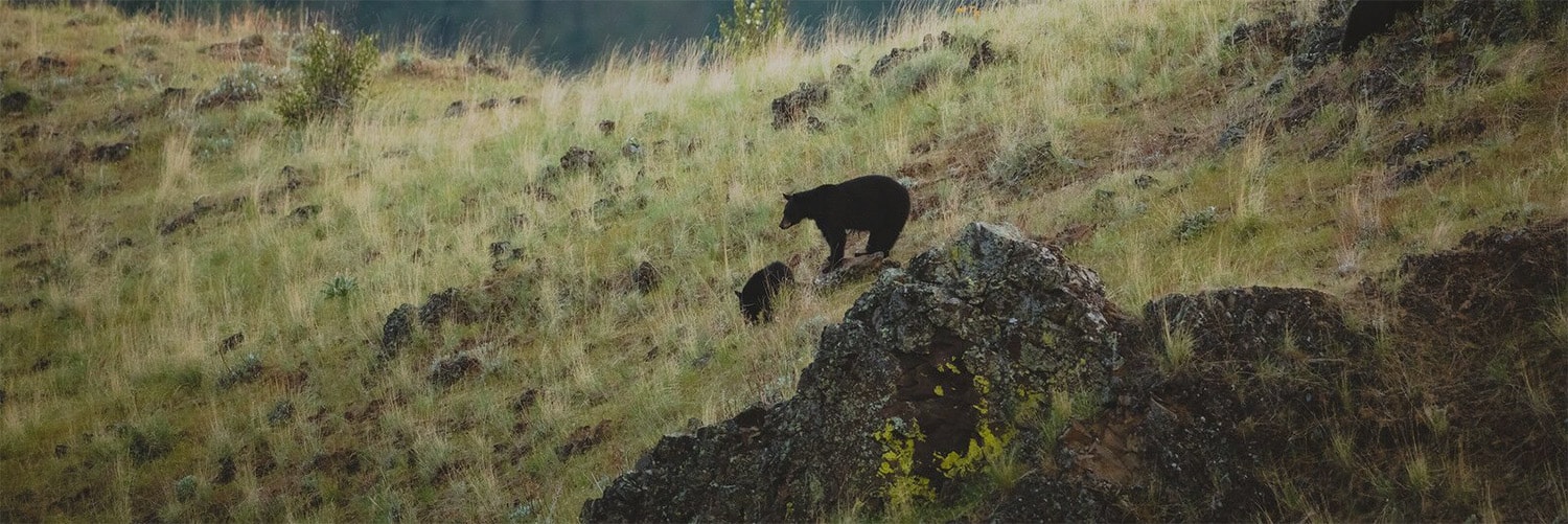 Identifying a bear