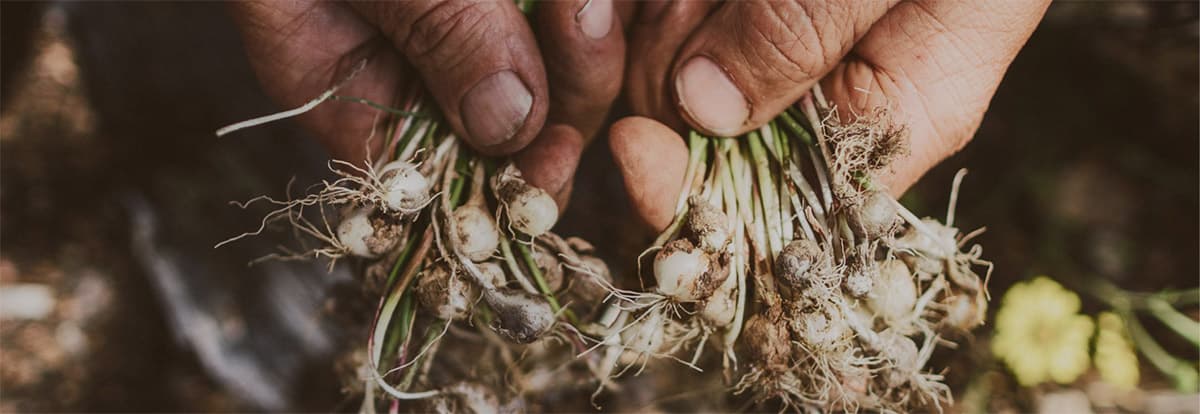 Dressing a whitetail buck
