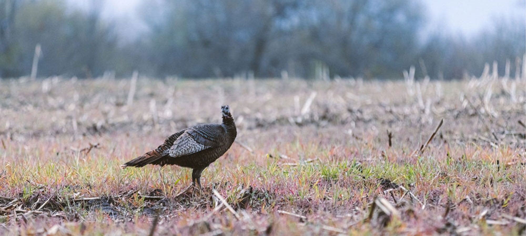 Creating Nesting Habitat for Wild Turkeys | SITKA Gear