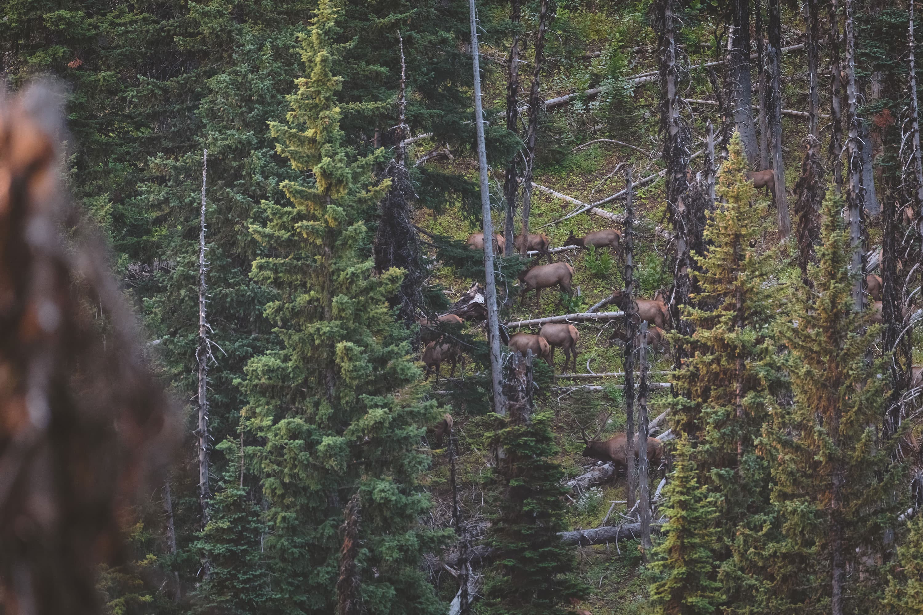 5 Elk Hunting Mistakes image 1