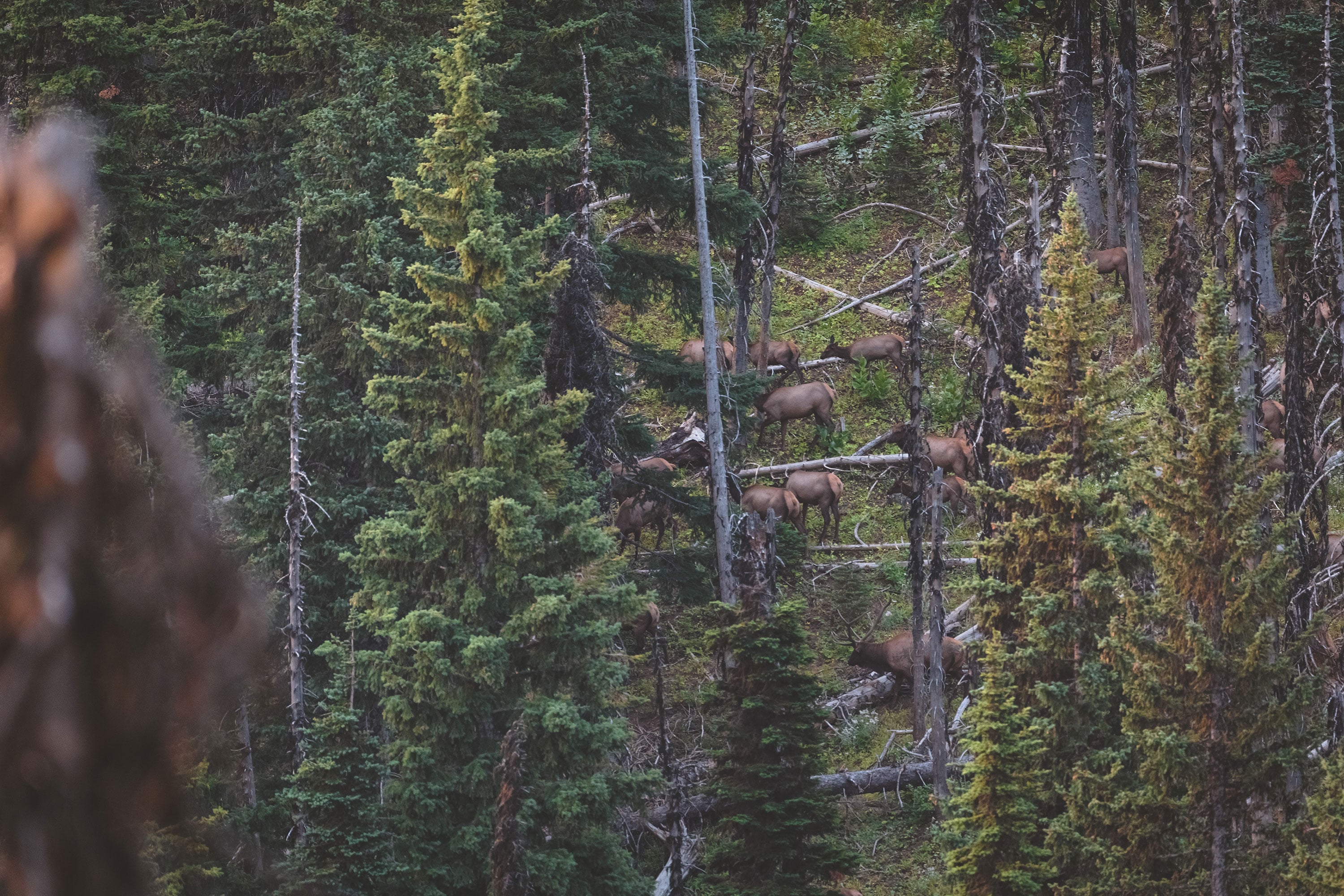 5 Elk Hunting Mistakes image 1