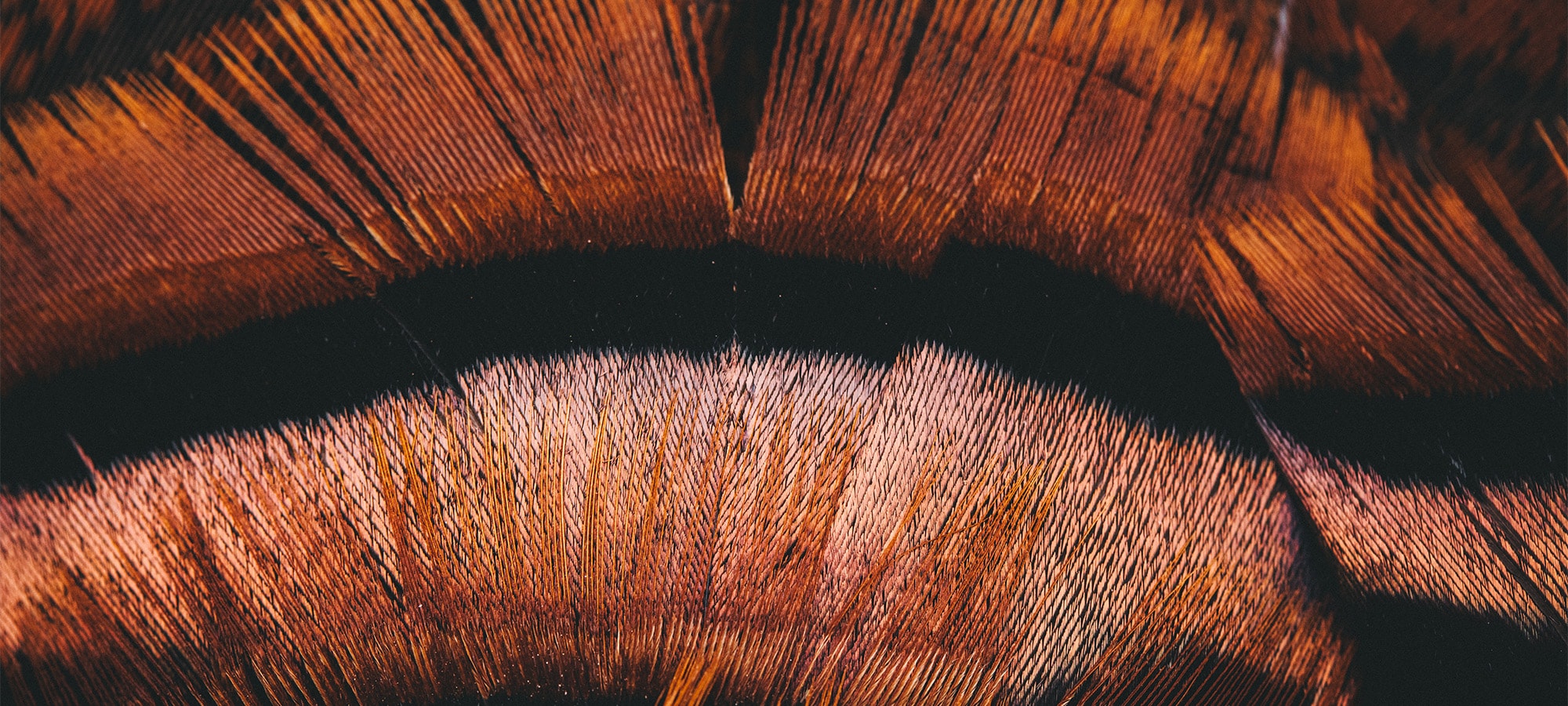 A Voice for the Wild Turkey | SITKA Gear