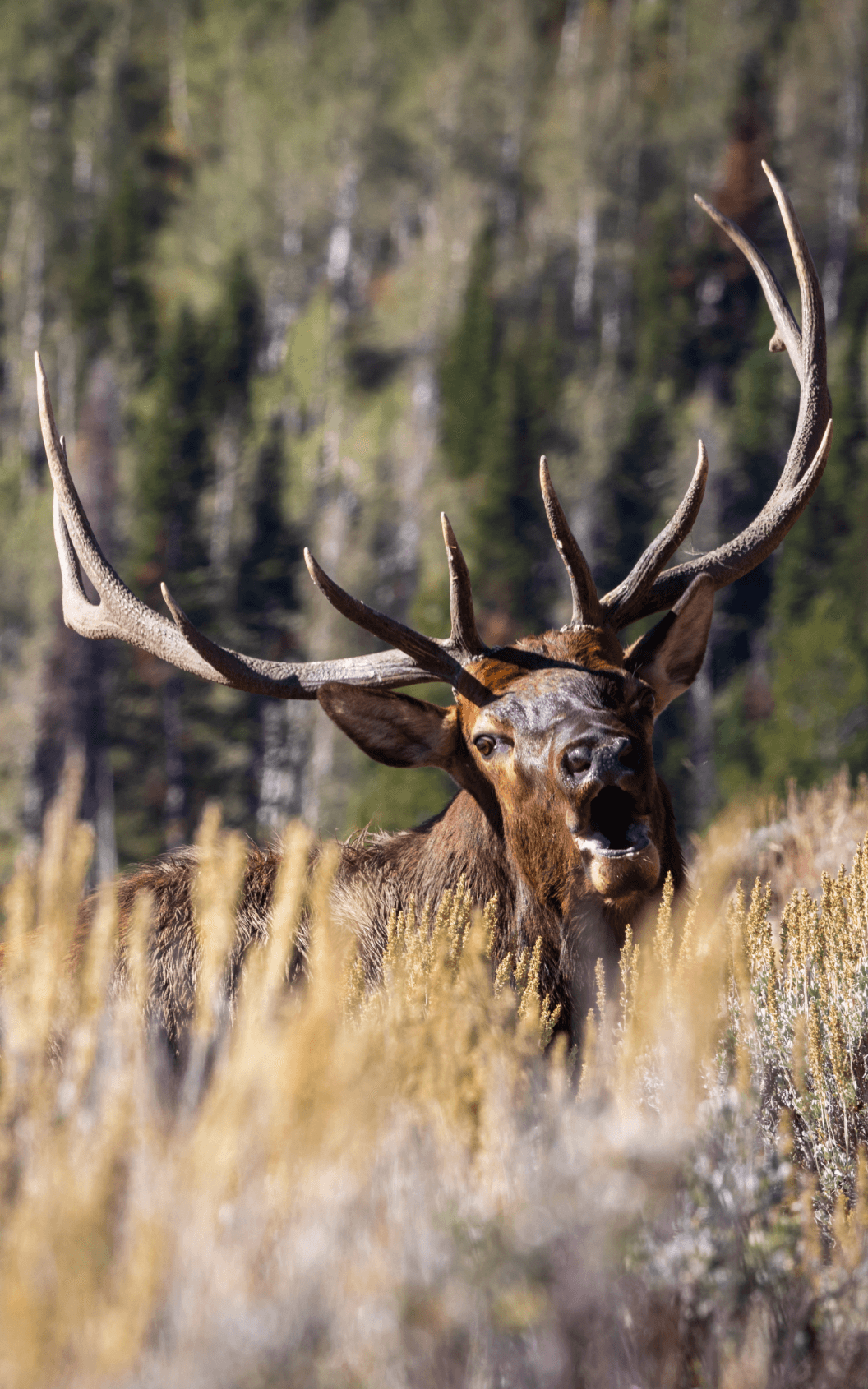 Elk bugling | SITKA Gear