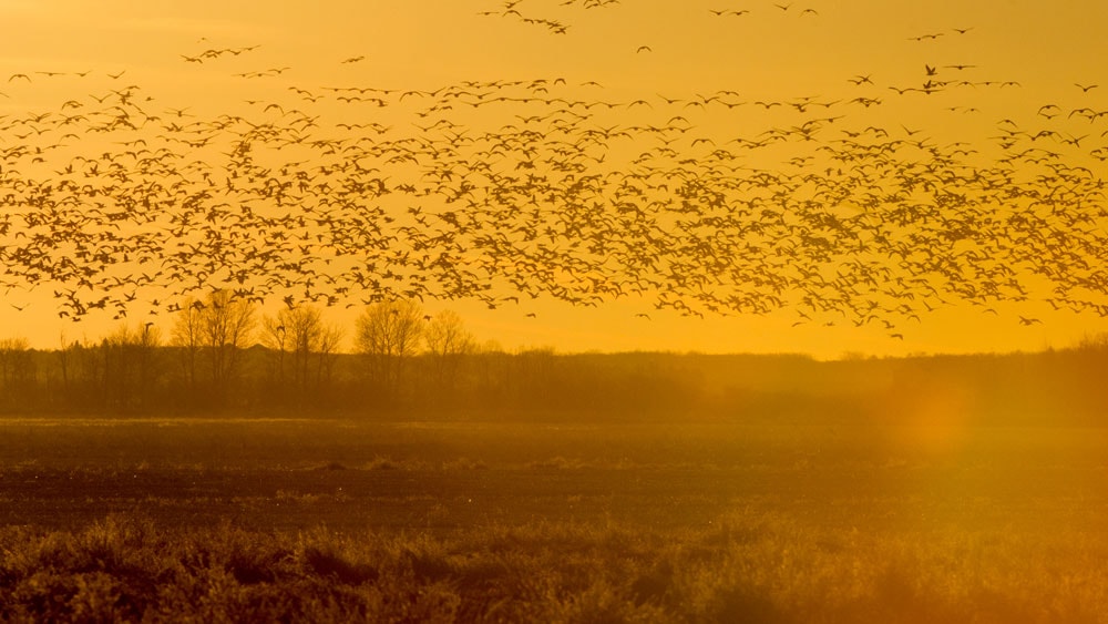 image/jpeg | Why-Waterfowl.jpg