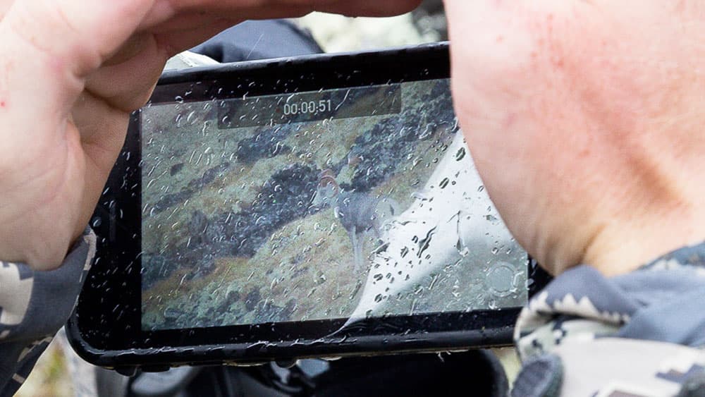 image/jpeg | BC-Stone-Sheep.jpg