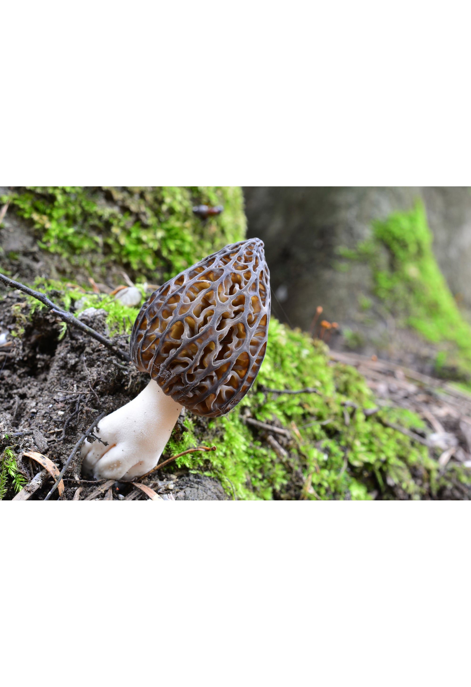 Wild Turkey & Morels